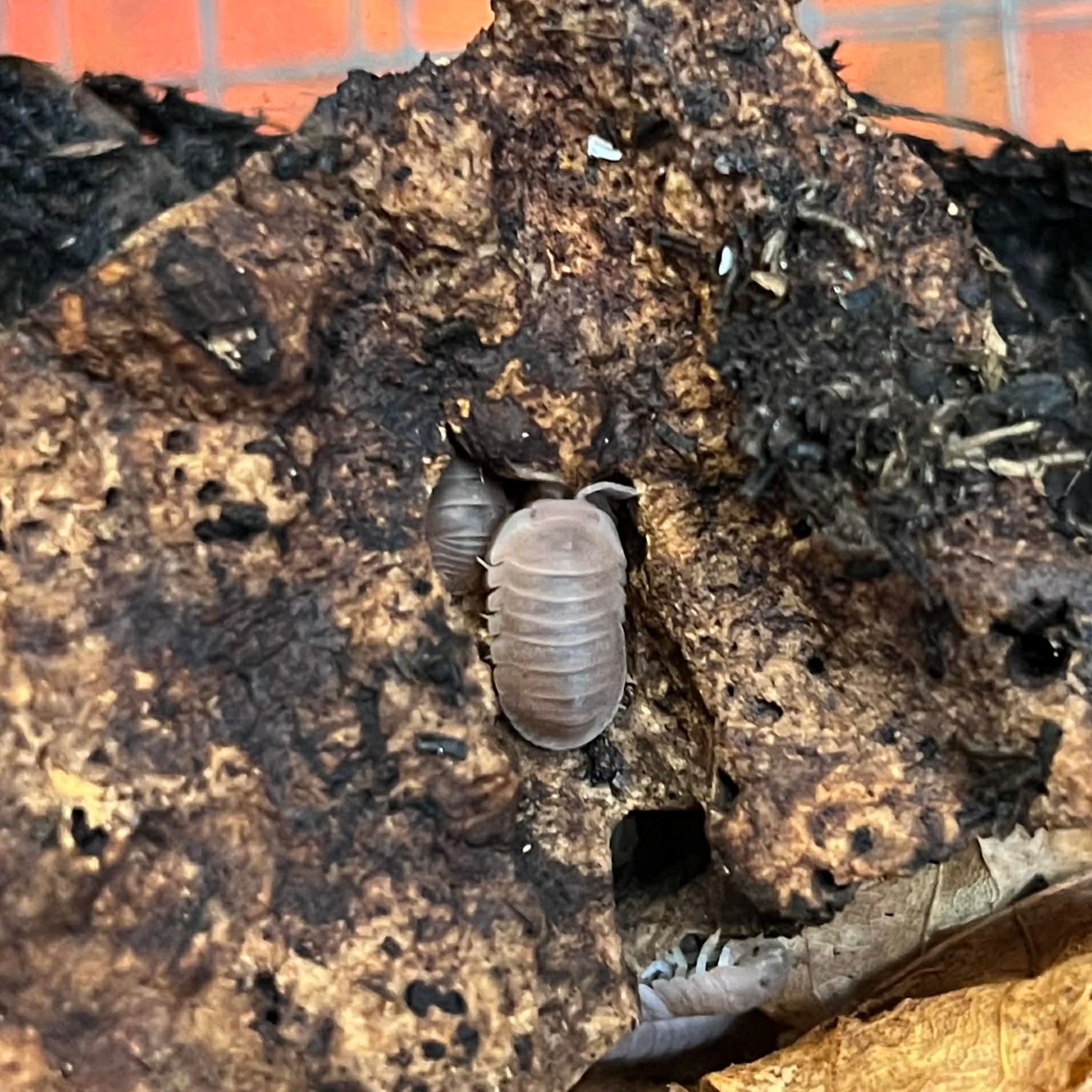 Magazoo Woodhouse - Isopod  papaya 15 Cubaris murina