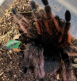 Magazoo Male Mexican Pink Tarantula (4") Sold with 8x8x7" enclosure / Brachypelma klaasi