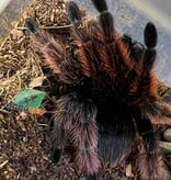 Magazoo Mygale rose mexicaine Mâle (4'') Vendu avec enclos 8X8X7''/Brachypelma klaasi