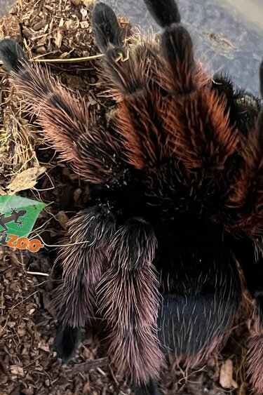 Magazoo Mygale rose mexicaine Mâle (4'') Vendu avec enclos 8X8X7''/Brachypelma klaasi