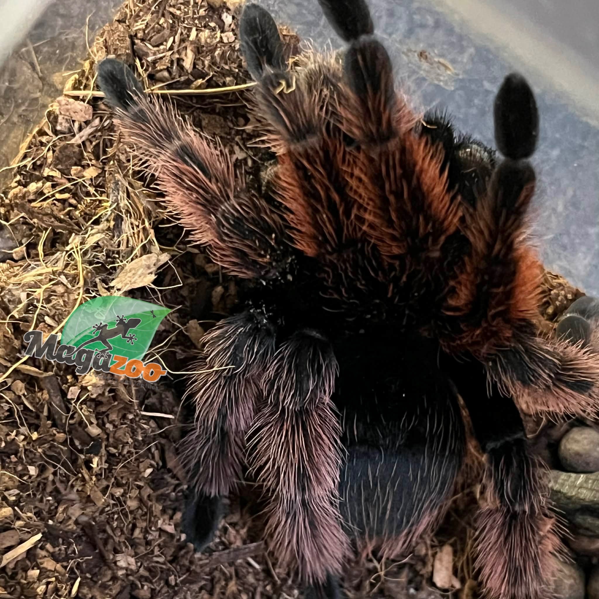 Magazoo Mygale rose mexicaine Mâle (4'') Vendu avec enclos 8X8X7''/Brachypelma klaasi