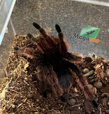 Magazoo Mygale rose mexicaine Mâle (4'') Vendu avec enclos 8X8X7''/Brachypelma klaasi