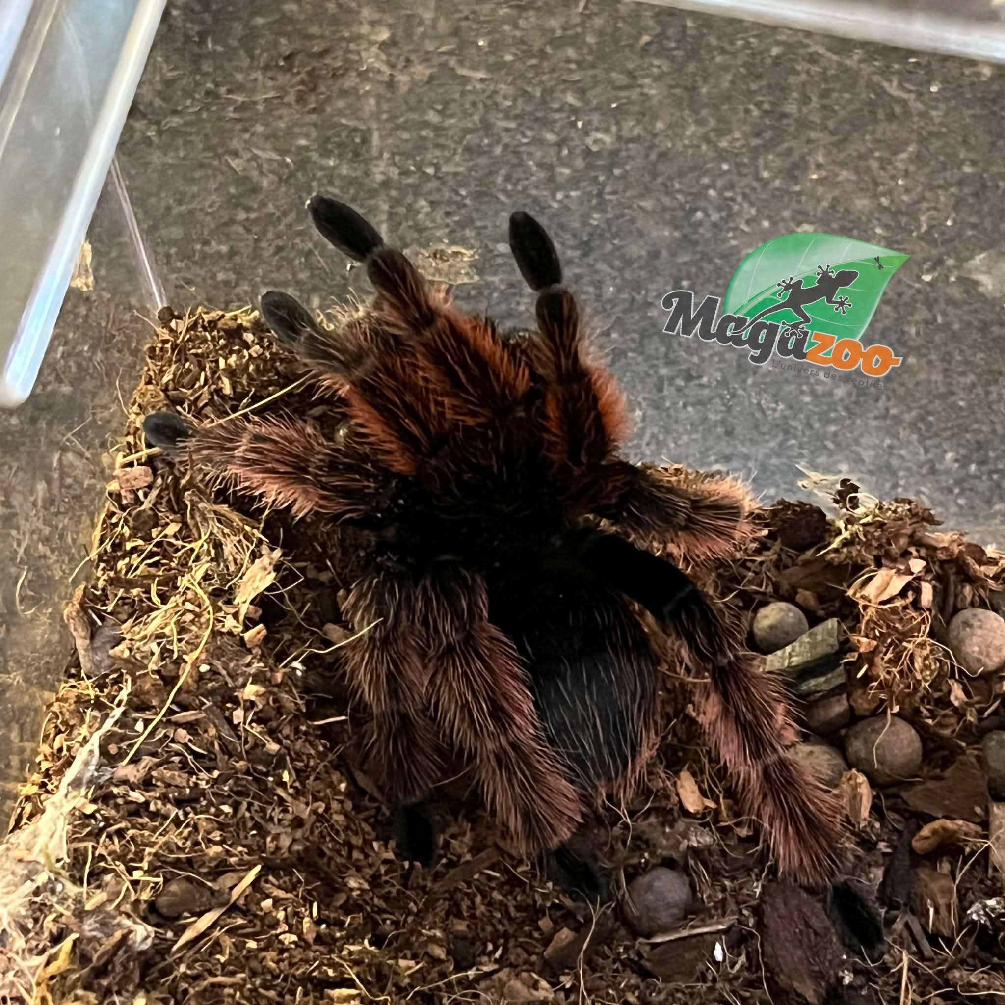 Magazoo Male Mexican Pink Tarantula (4") Sold with 8x8x7" enclosure / Brachypelma klaasi