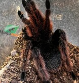 Magazoo Mygale rose mexicaine Mâle (4'') Vendu avec enclos 8X8X7''/Brachypelma klaasi