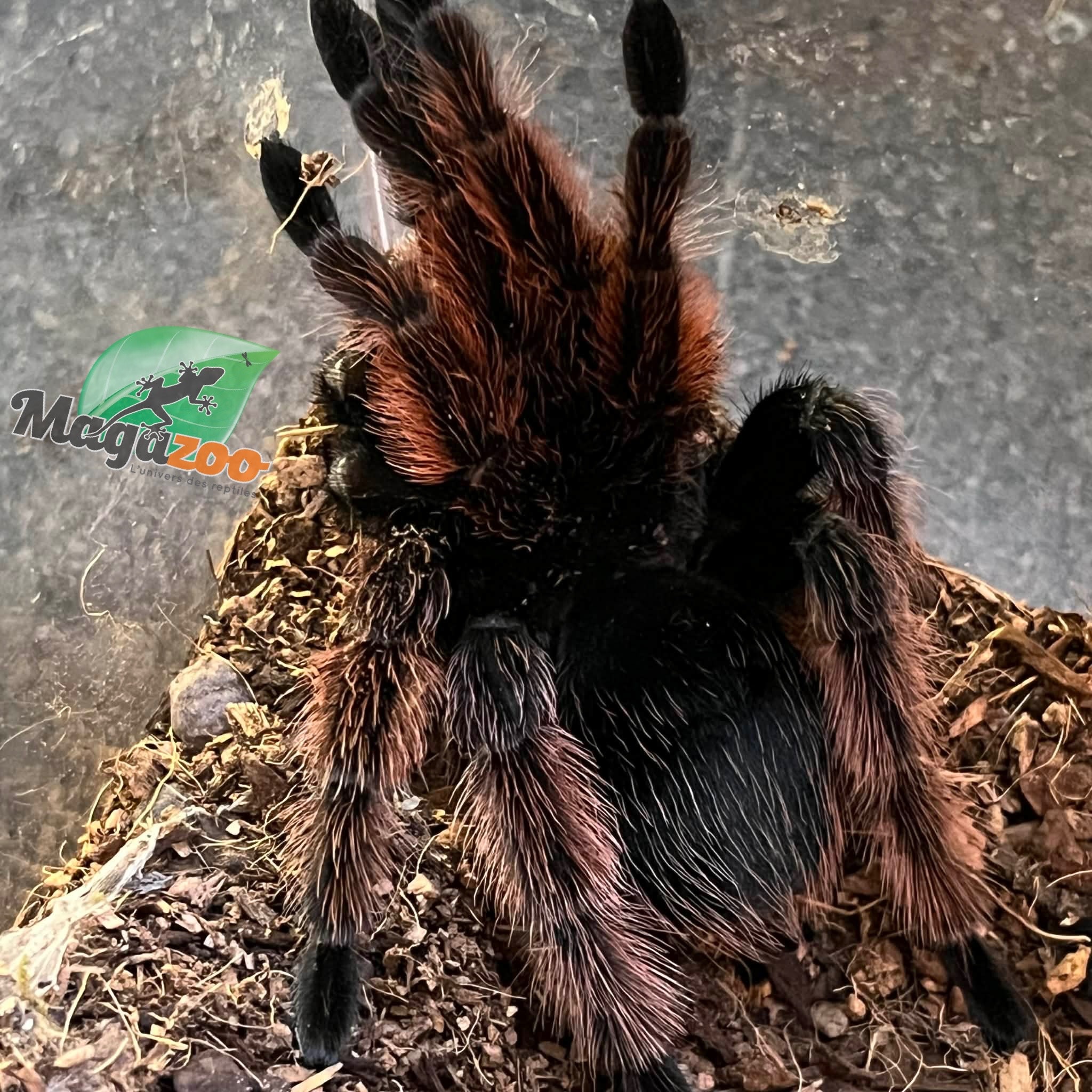 Magazoo Mygale rose mexicaine Mâle (4'') Vendu avec enclos 8X8X7''/Brachypelma klaasi