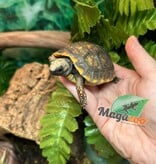 Magazoo Tortue charbonnière à patte jaune (Bébé 2025)