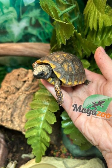 Magazoo Tortue charbonnière à patte jaune (Bébé 2025)