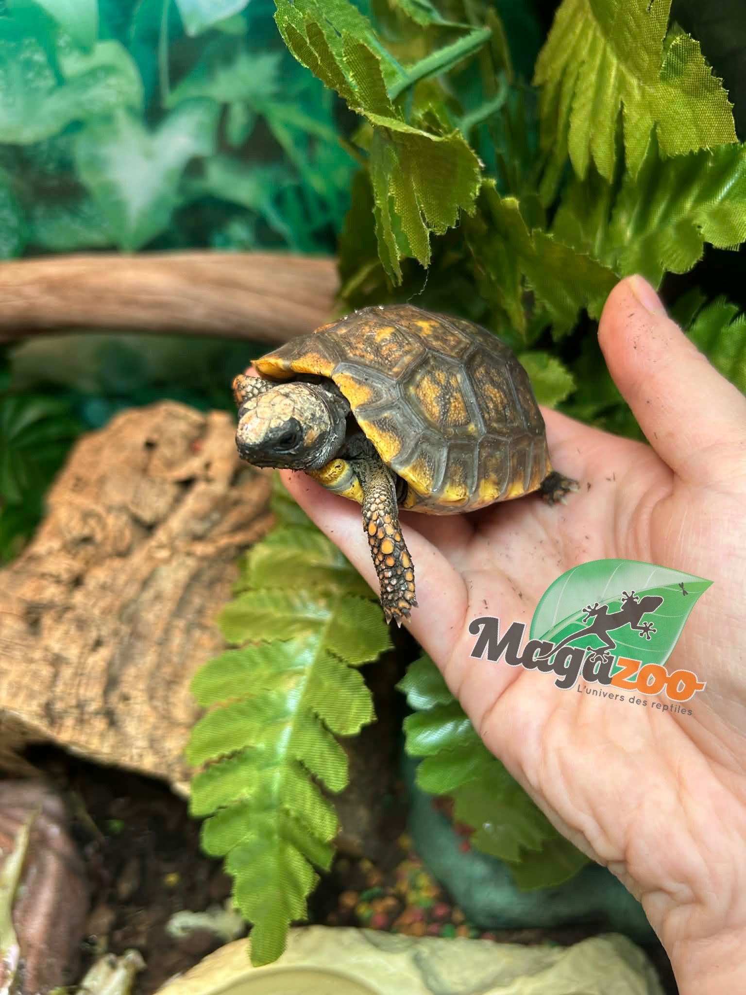Magazoo Yellow-footed Tortoise (Baby 2025)
