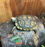 Magazoo Yellow-footed Tortoise (Baby 2025)