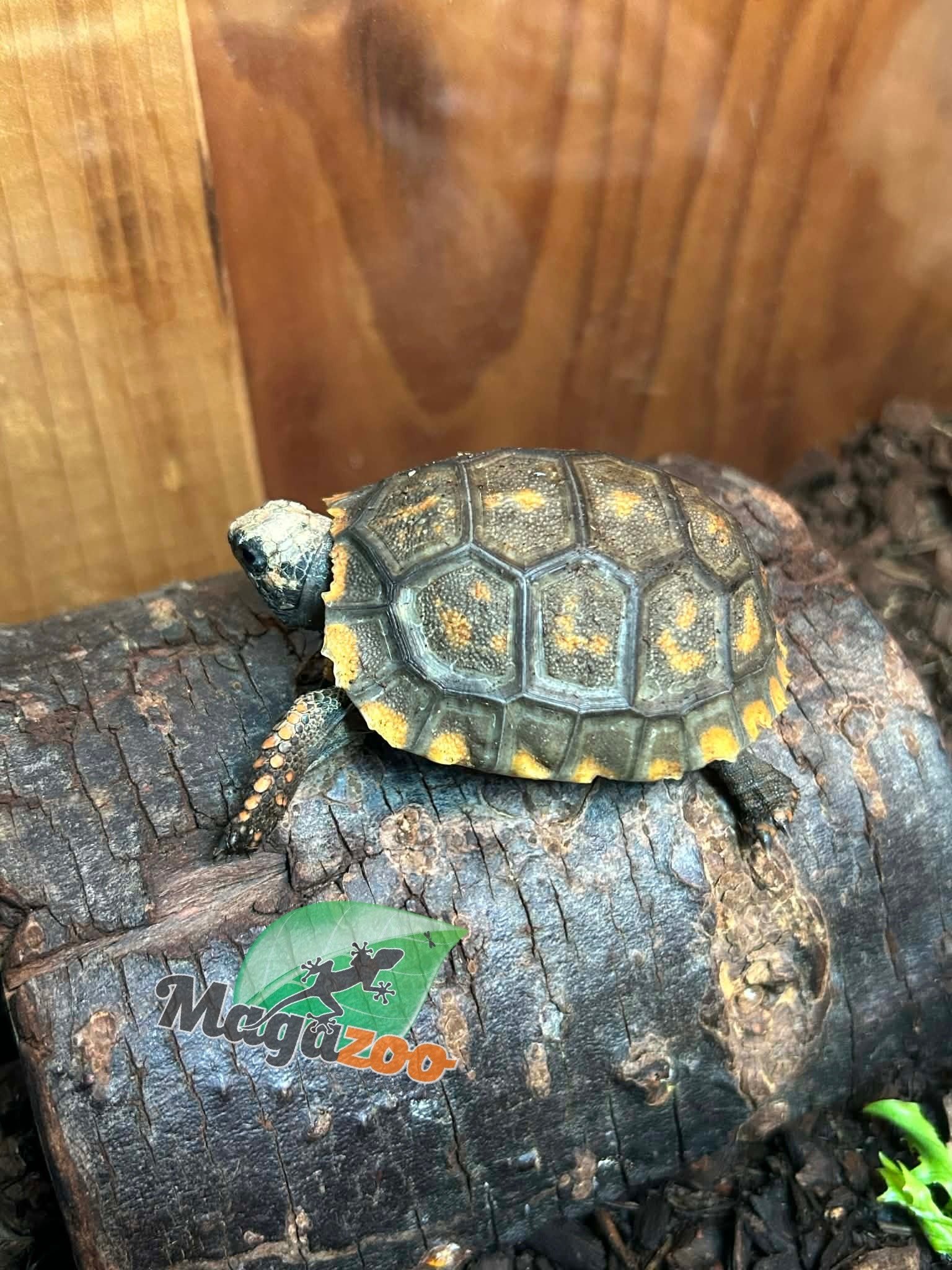 Magazoo Tortue charbonnière à patte jaune (Bébé 2025)