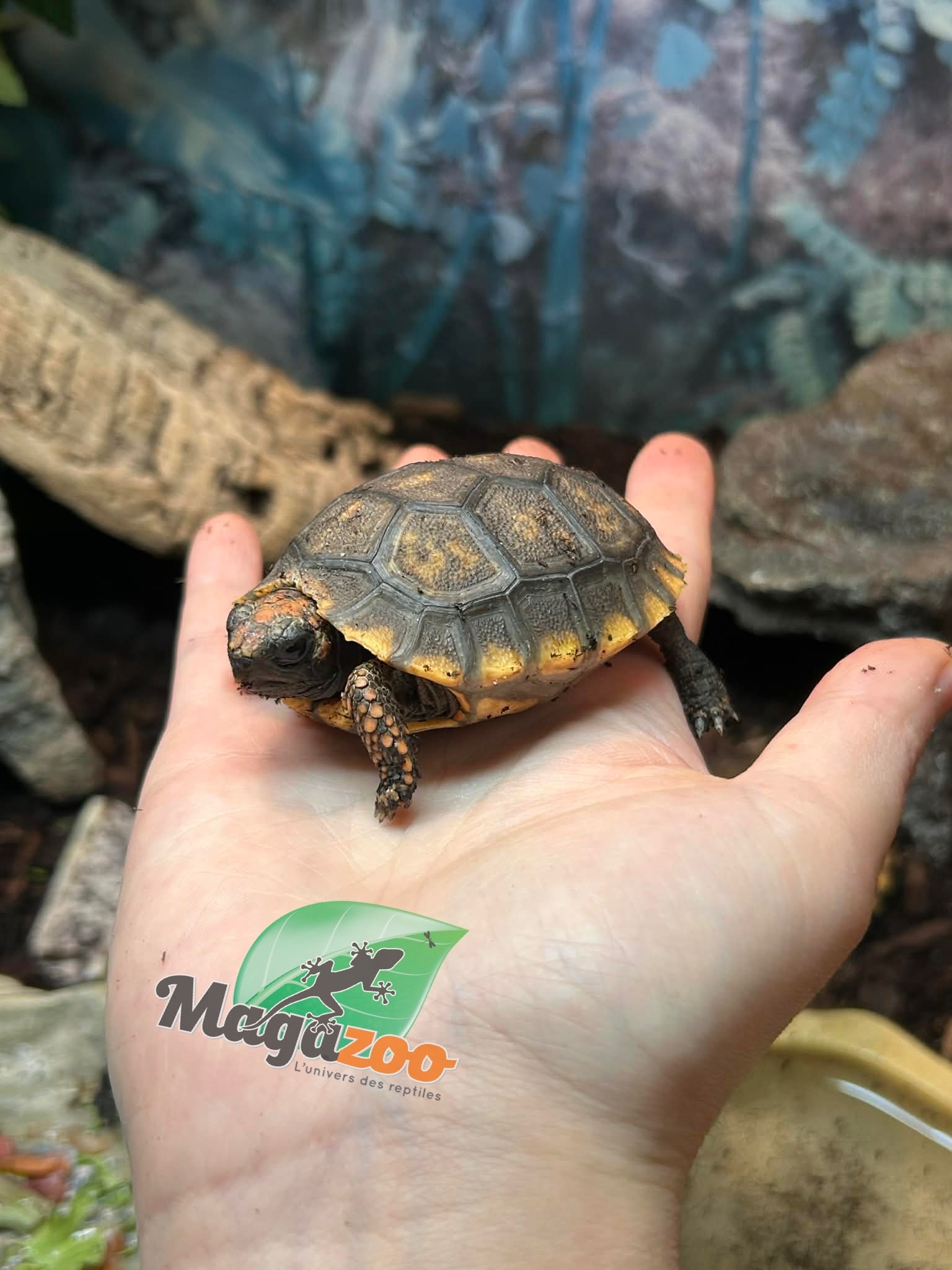 Magazoo Yellow-footed Tortoise (Baby 2025)