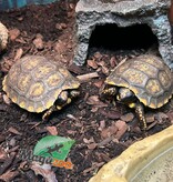 Magazoo Yellow-footed Tortoise (Baby 2025)