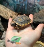 Magazoo Tortue charbonnière à patte jaune (Bébé 2025)