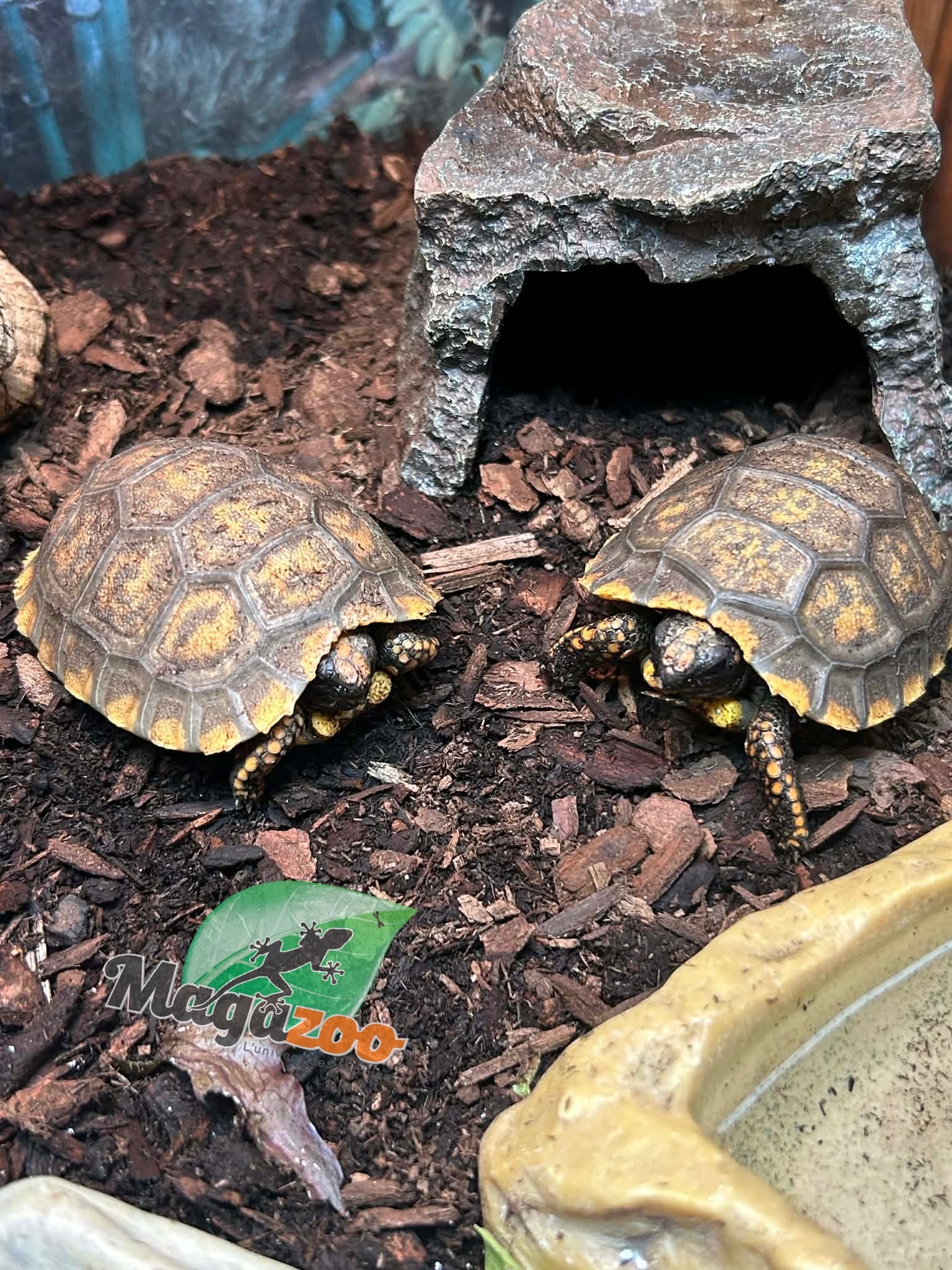 Magazoo Yellow-footed Tortoise (Baby 2025)