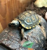 Magazoo Tortue charbonnière à patte jaune (Bébé 2025)