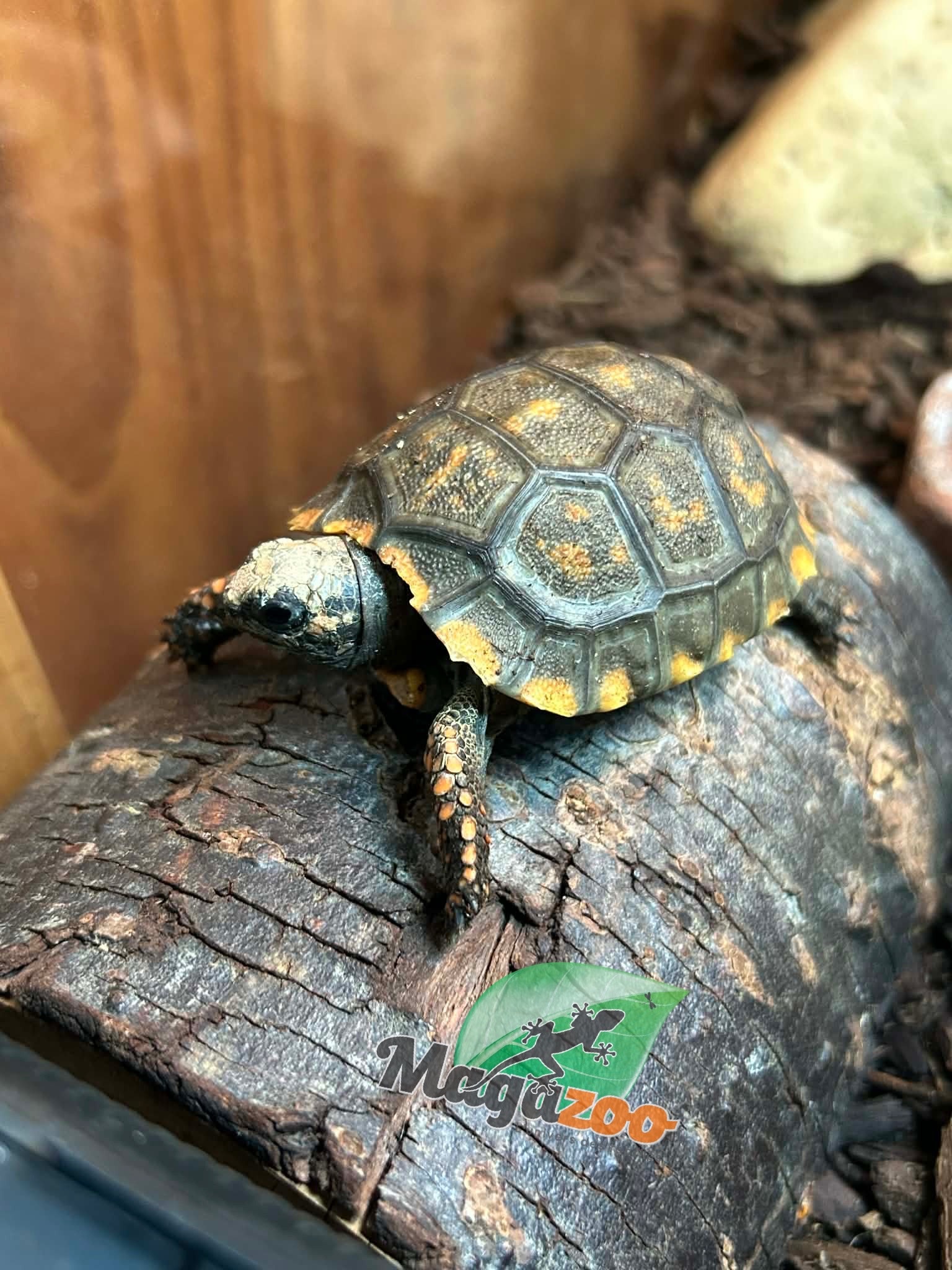 Magazoo Yellow-footed Tortoise (Baby 2025)