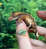 Magazoo Gecko à crête Harlequin Tricolore  #2 Bébé