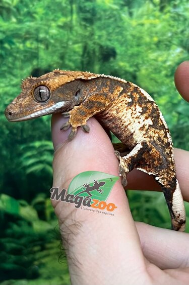 Magazoo Gecko à crête Harlequin Tricolore  #2 Bébé