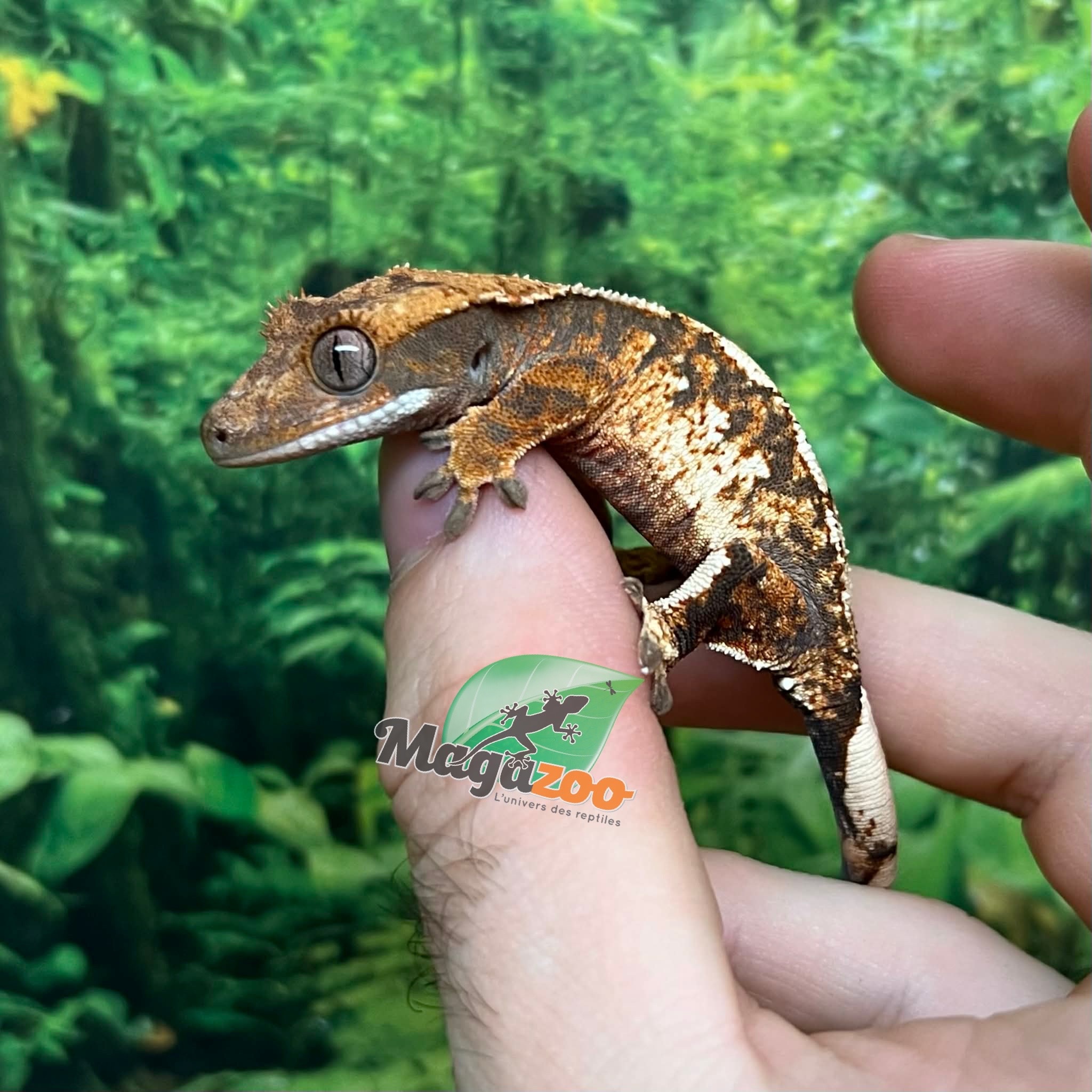 Magazoo Gecko à crête Harlequin Tricolore  #2 Bébé