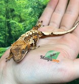 Magazoo Baby Harlequin Tricolor Crested gecko #2
