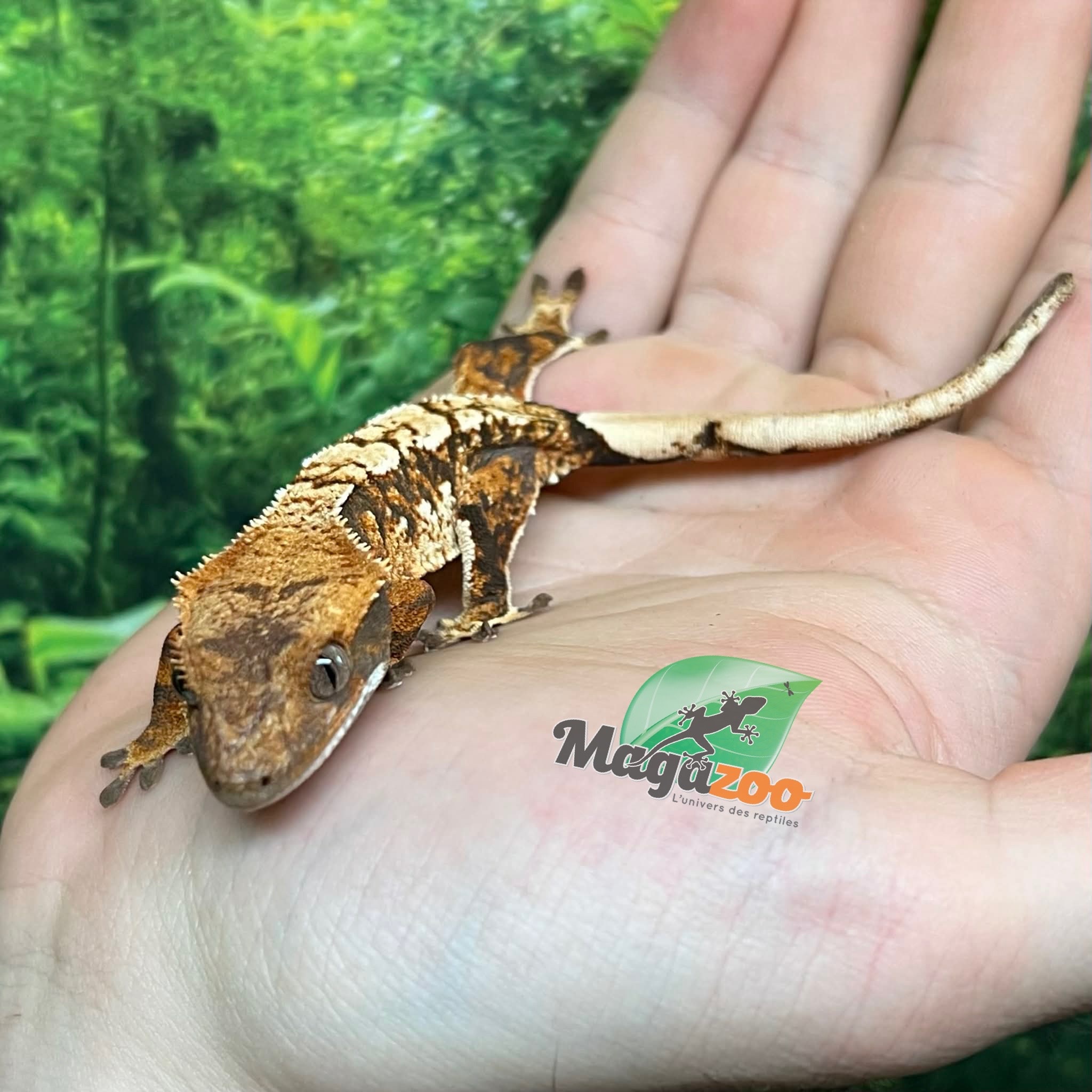 Magazoo Gecko à crête Harlequin Tricolore  #2 Bébé