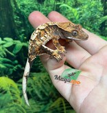 Magazoo Baby Harlequin Tricolor Crested gecko #2
