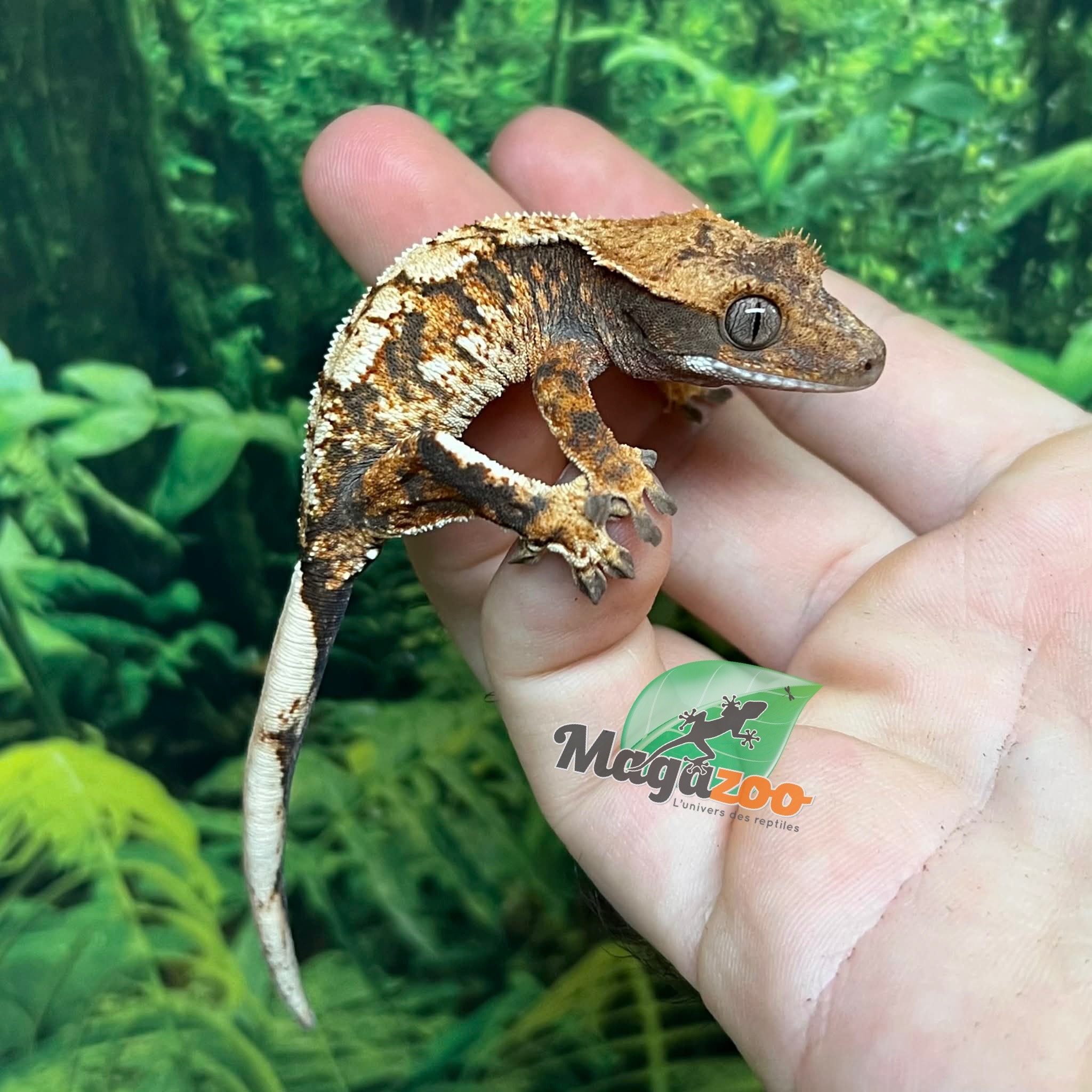 Magazoo Baby Harlequin Tricolor Crested gecko #2