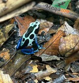 Magazoo Dendrobate tinctorius ''Oyapock''