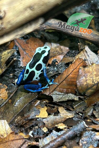 Magazoo Oyapock poison Dart frog