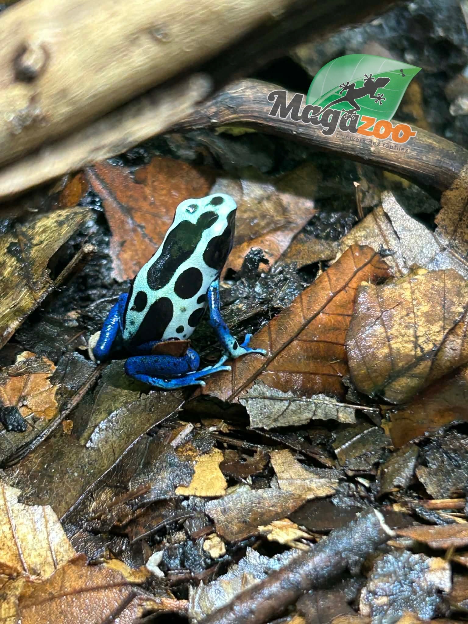 Magazoo Oyapock poison Dart frog