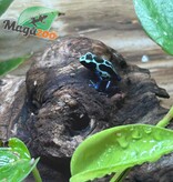 Magazoo Oyapock poison Dart frog