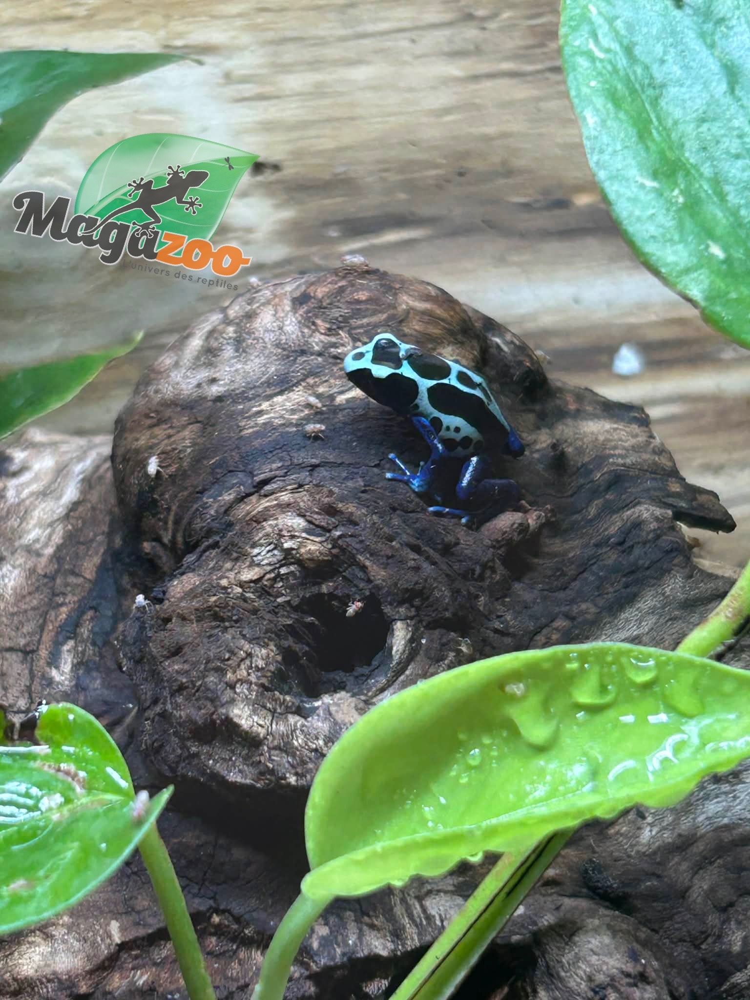 Magazoo Dendrobate tinctorius ''Oyapock''