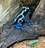 Magazoo Oyapock poison Dart frog