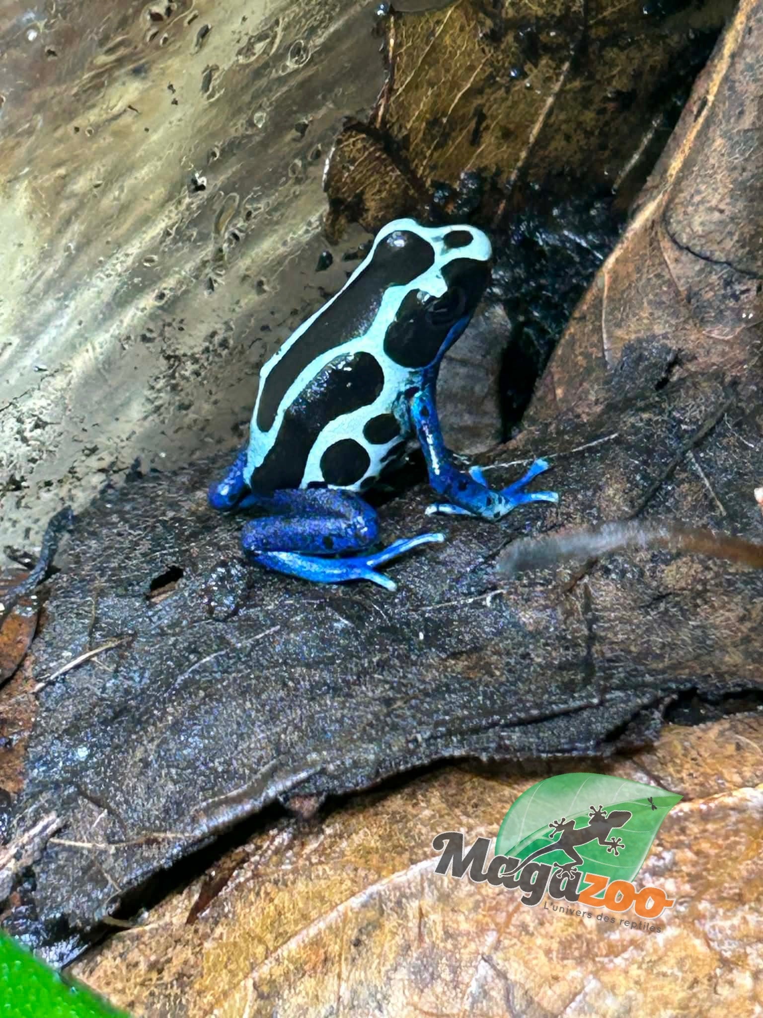 Magazoo Oyapock poison Dart frog