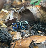 Magazoo Dendrobate tinctorius ''Oyapock''