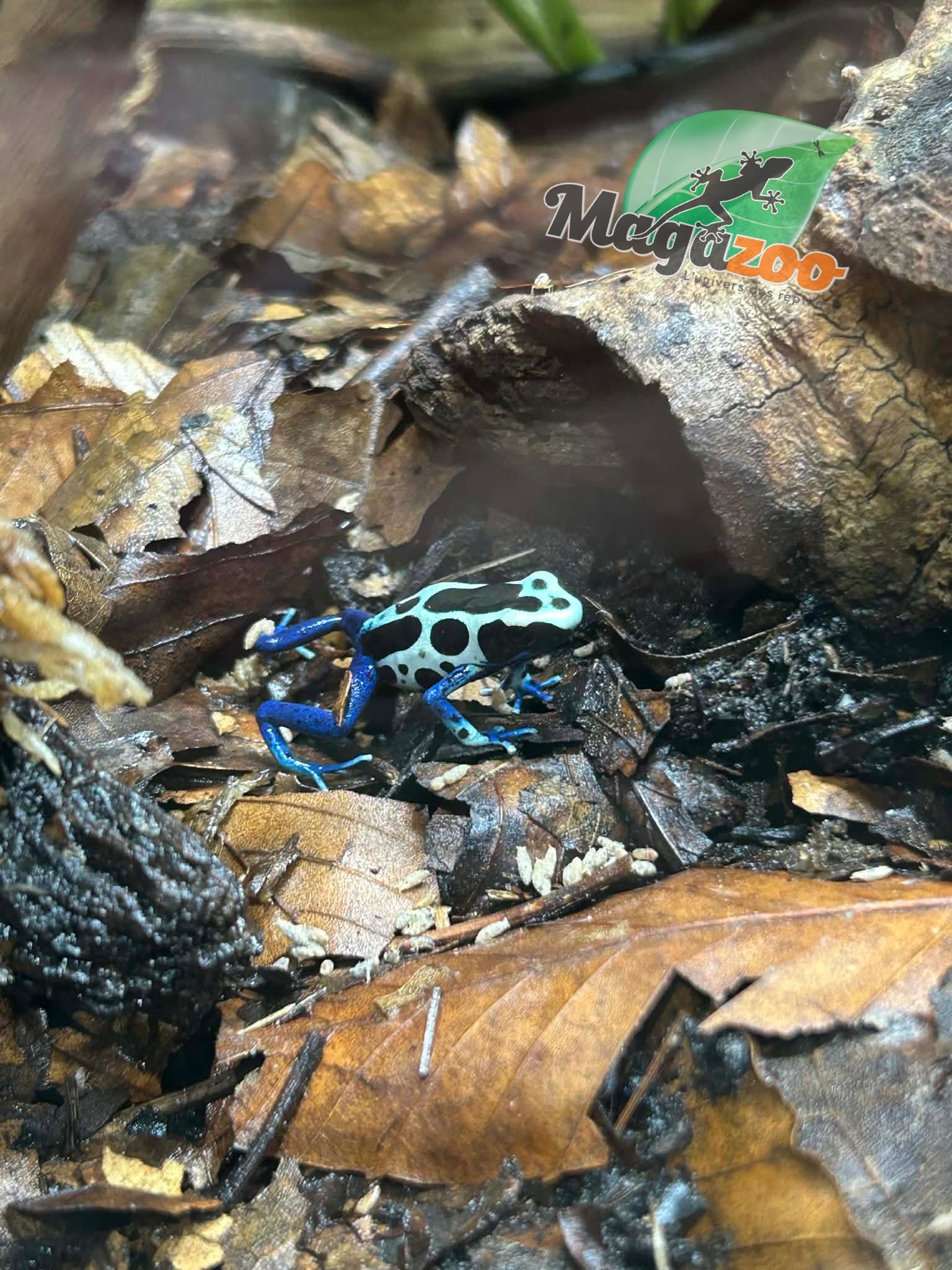 Magazoo Dendrobate tinctorius ''Oyapock''
