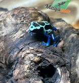 Magazoo Oyapock poison Dart frog