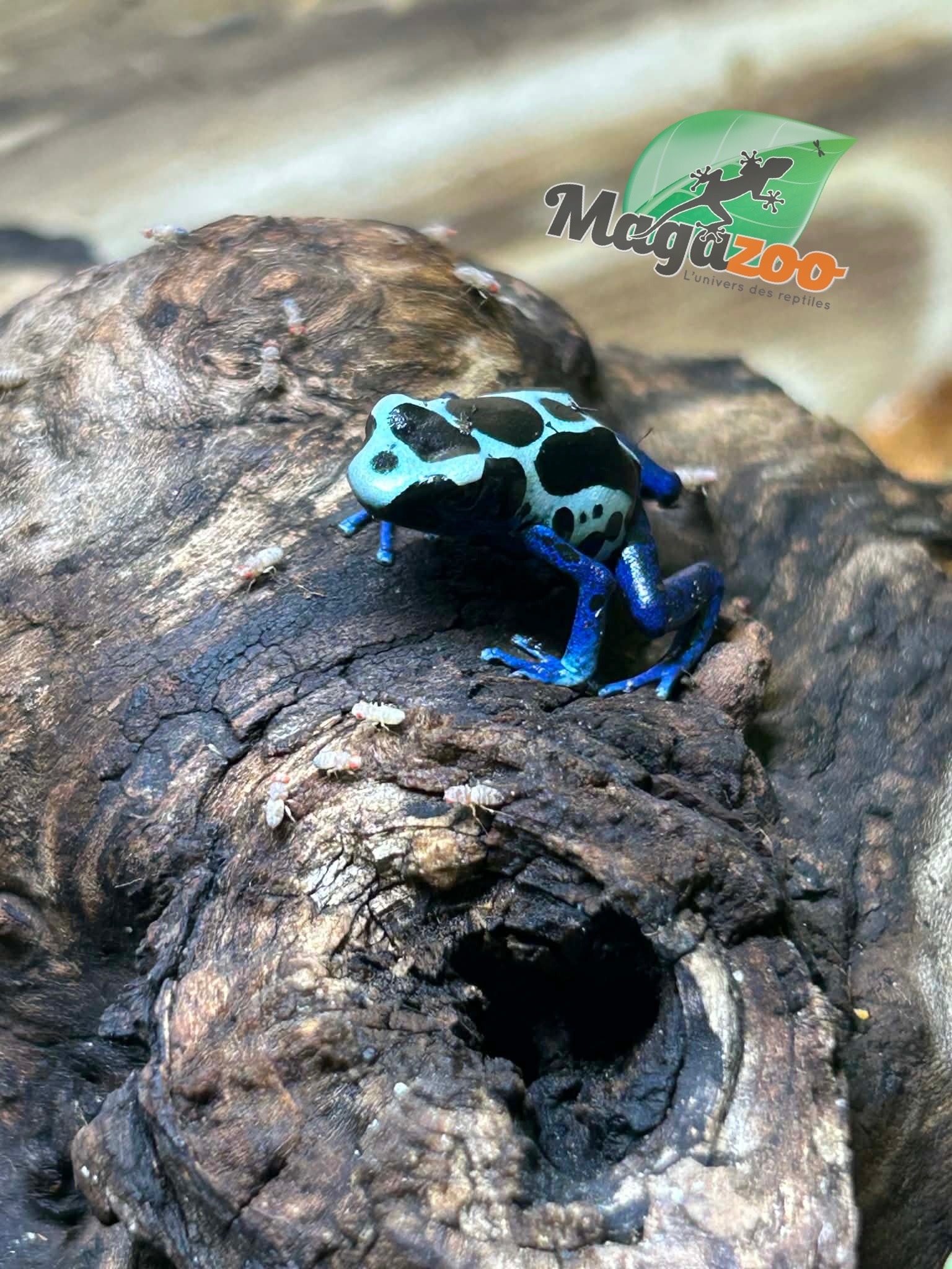 Magazoo Oyapock poison Dart frog