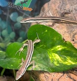 Magazoo Female Long tailed grass lizard
