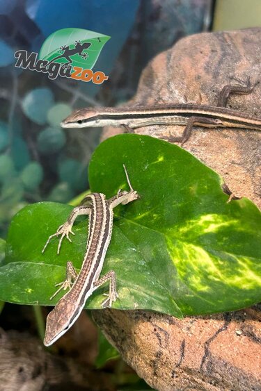 Magazoo Female Long tailed grass lizard