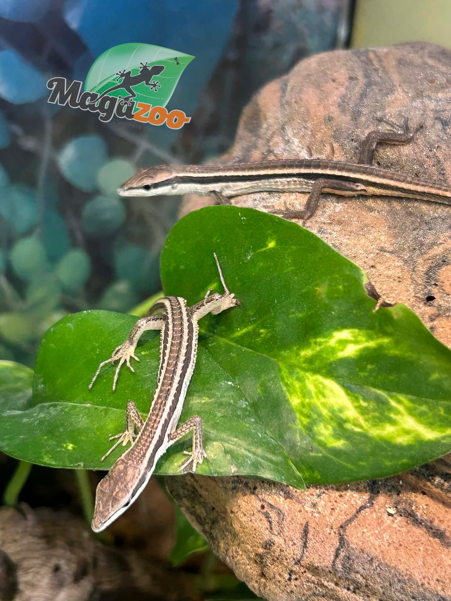 Magazoo Female Long tailed grass lizard