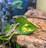 Magazoo Female Long tailed grass lizard