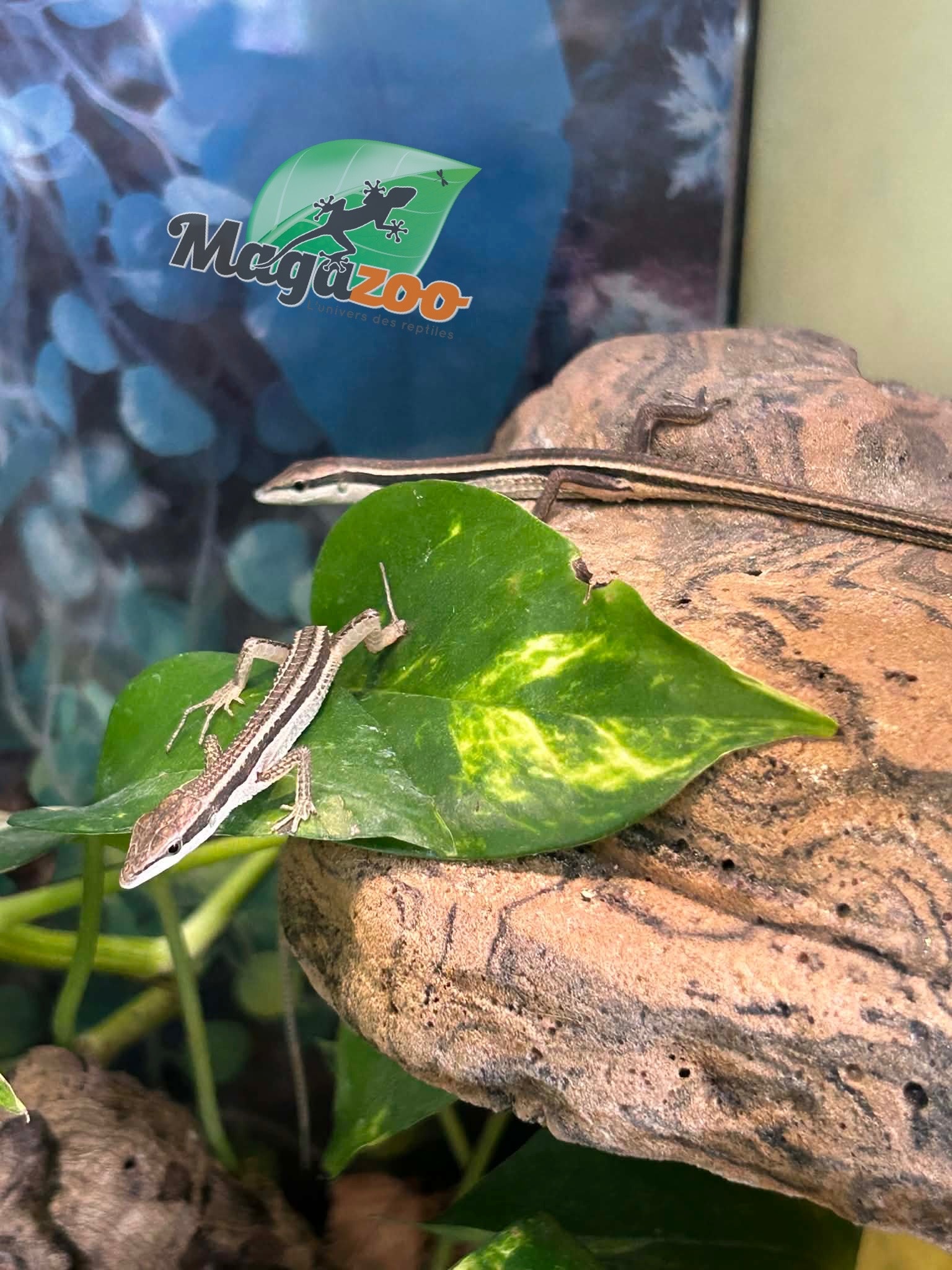 Magazoo Female Long tailed grass lizard