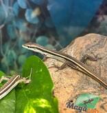 Magazoo Lézard à longue queue Femelle
