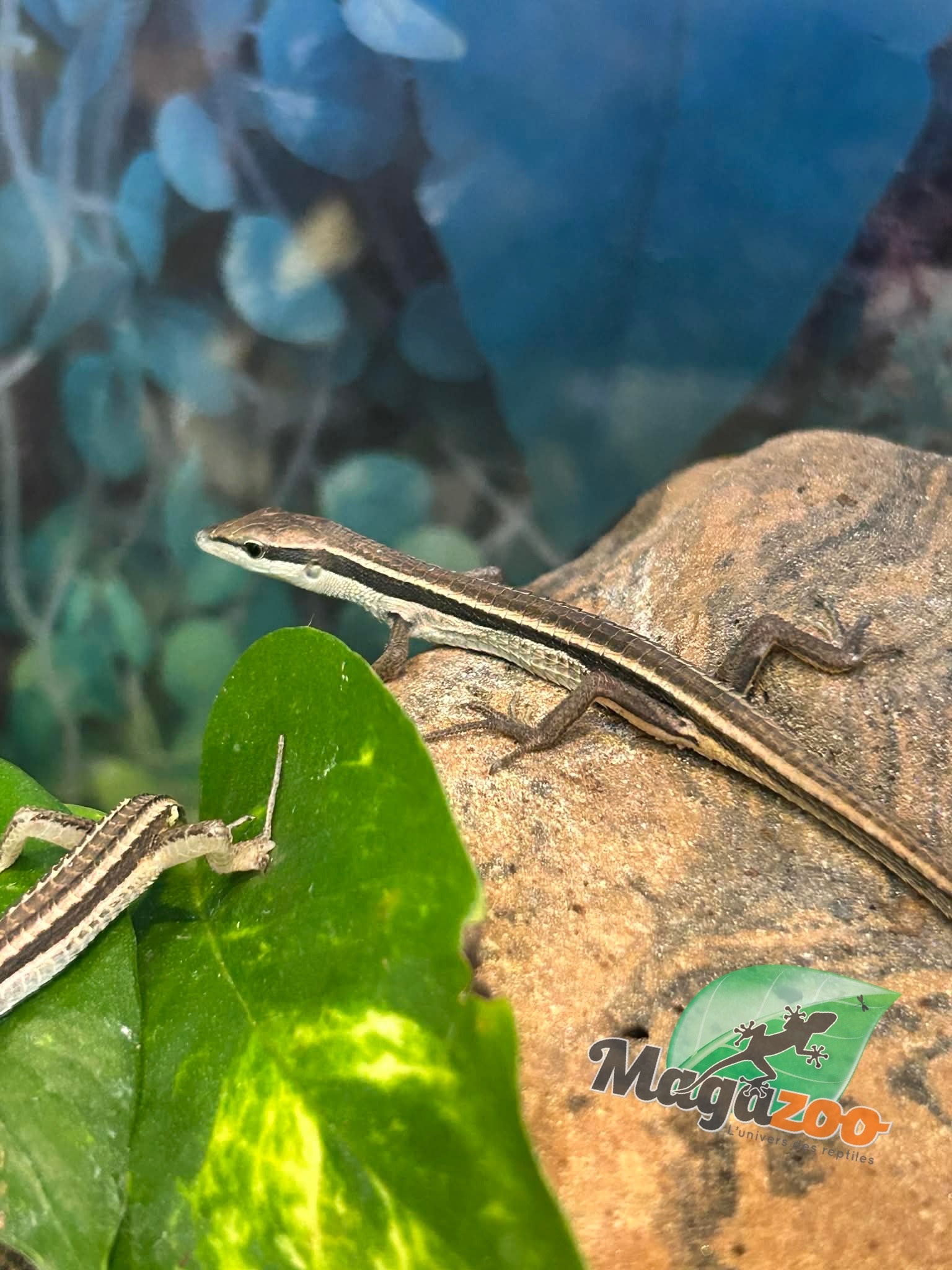 Magazoo Female Long tailed grass lizard