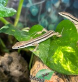Magazoo Female Long tailed grass lizard