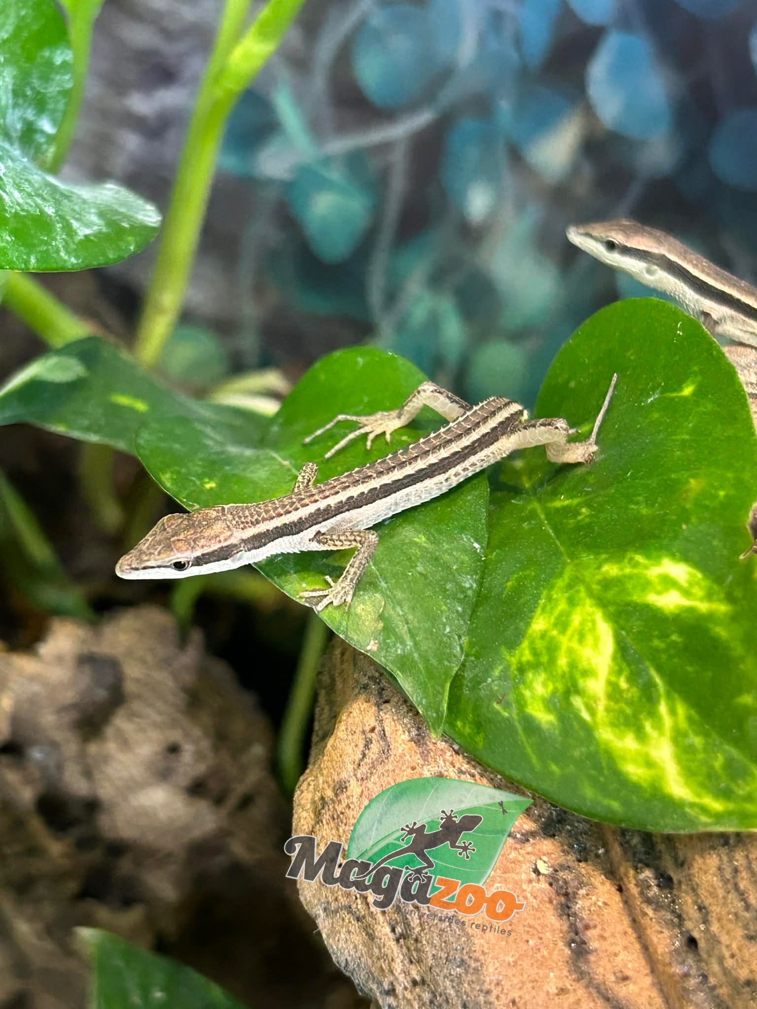 Magazoo Female Long tailed grass lizard