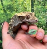 Magazoo Gecko à Crête Harlequin Pinstripe Mâle 8 ans pas de queue  / Adoption 2ième chance