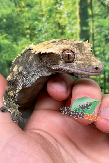 Magazoo Harlequin Pinstripe Crested Gecko, Male, 8 years old / 2nd Chance - Adoption
