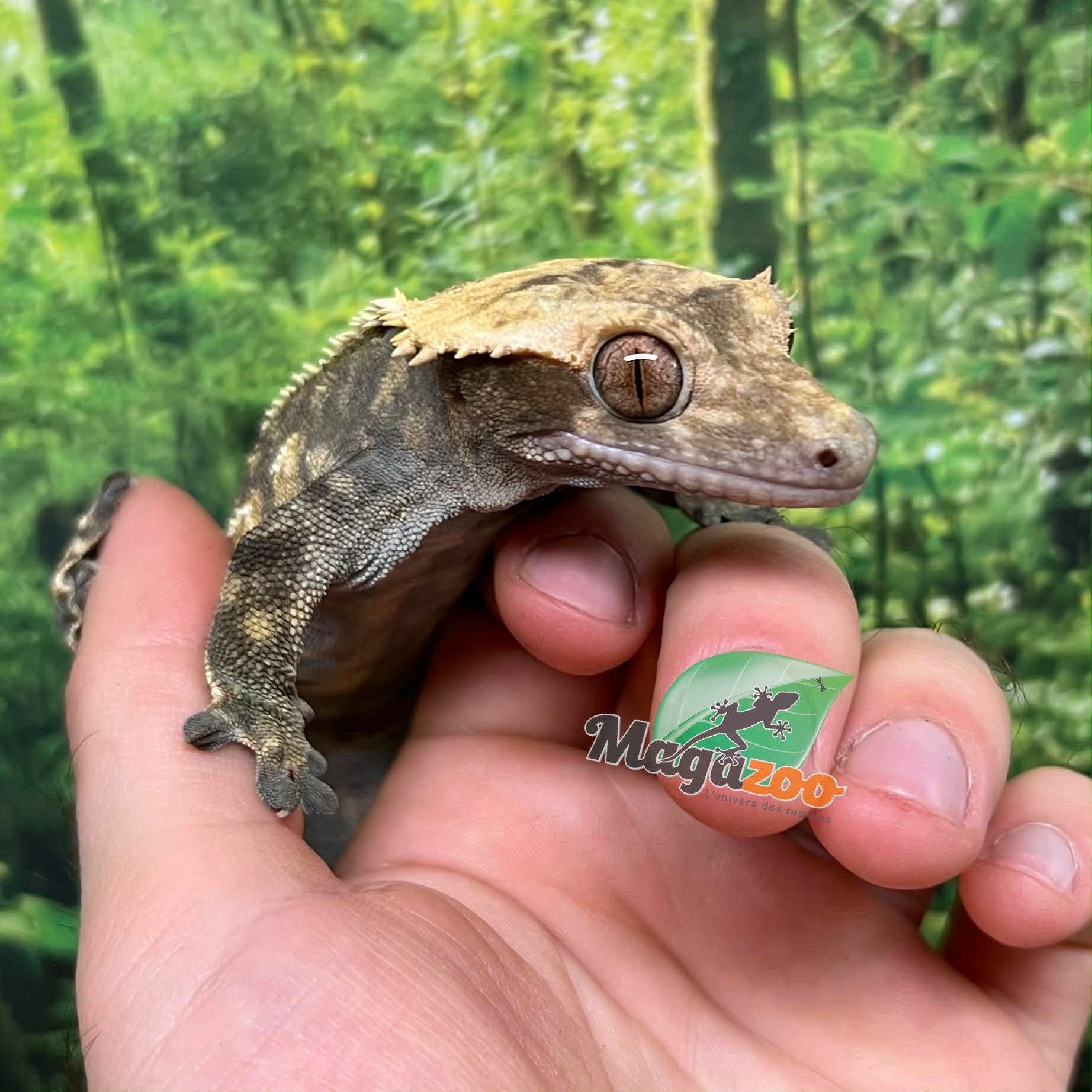 Magazoo Harlequin Pinstripe Crested Gecko, Male, 8 years old / 2nd Chance - Adoption